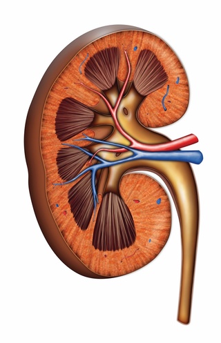 Anatomical drawing of a kidney