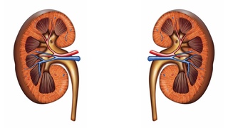 Anatomical drawing of a kidney